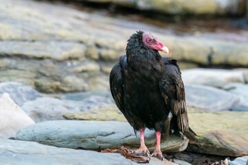 The Turkey vulture (Cathartes aura)
