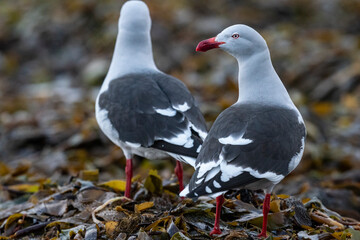 The Dolphin gull (Leucophaeus scoresbii)