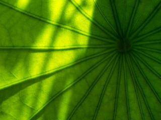 Fototapeta na wymiar Abstract of The Branch Lines of The Lotus Leaf