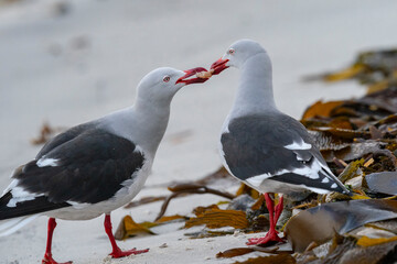 The Dolphin gull (Leucophaeus scoresbii)