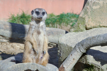 Erdmännchen im Stadtpark Lahr 