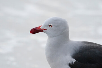 The Dolphin gull (Leucophaeus scoresbii)