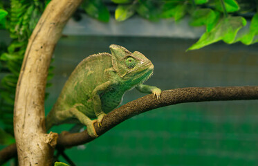 Chameleon   sits on a branch .Protection animals concept .