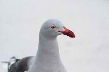 Fototapeta premium The Dolphin gull (Leucophaeus scoresbii)