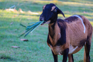 Goat. Portrait of a goat on a farm in the village. Beautiful goat posing.