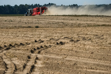 The combine harvests potatoes in the field. Kyiv region, Ukraine. August 2014