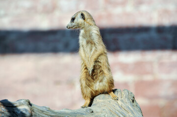 Erdmännchen im Stadtpark Lahr 