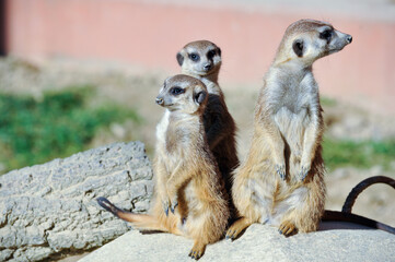 Erdmännchen im Stadtpark Lahr 