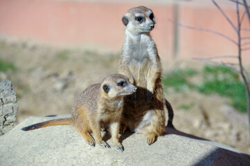Erdmännchen im Stadtpark Lahr 