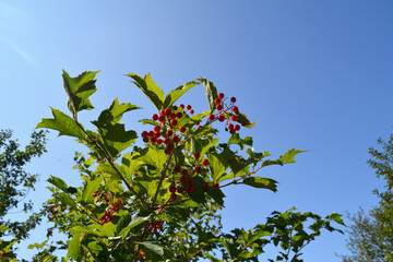 Viburnum bush in summer garden. Ripen berries on the background of blue sky.