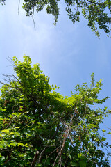 Overgrown garden with grape on apple tree in summer