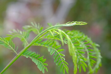 Acacia vegetables (Leucaena leucocephala), young shoots, can be eaten with chili paste.

