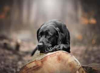 Labrador im Wald