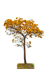 Paraguayan Silver Trumpet Tree, Silver Trumpet Tree or Tree of Gold during bloom isolate on white background.