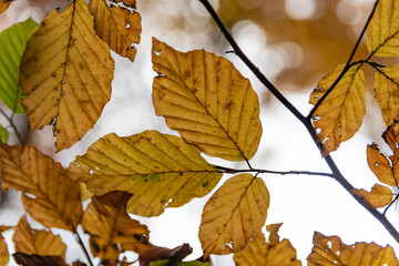 Autumn red and orange leaves