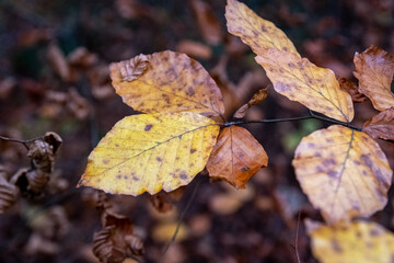 Autumn red and orange leaves