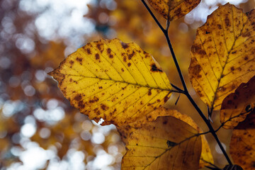 Autumn red and orange leaves