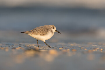Sanderling (Calidris alba) looking for food on the beach of Hoek of Holland, photographed during the golden hour, with sunrise.