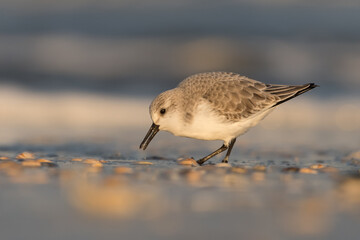 Sanderling (Calidris alba) looking for food on the beach of Hoek of Holland, photographed during the golden hour, with sunrise.
