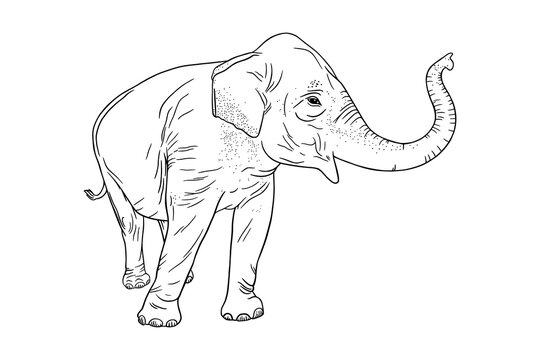 Elephant profile isolated on white background. Realistic Asian elephant with upturned trunk. Sketch vector illustration