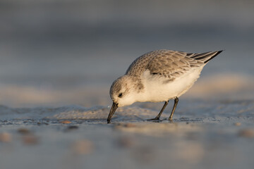 Sanderling (Calidris alba) looking for food on the beach of Hoek of Holland, photographed during the golden hour, with sunrise.