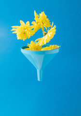 Yellow flowers fall into blue funnel on blue background. Creative concept for spring and summer....
