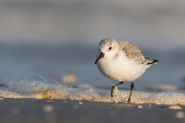 Sanderling (Calidris alba) looking for food on the beach of Hoek of Holland, photographed with sunrise.