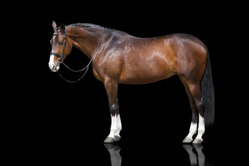Bay horse standing isolated on black background