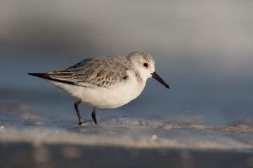 Sanderling (Calidris alba) looking for food on the beach of Hoek of Holland, photographed with sunrise.