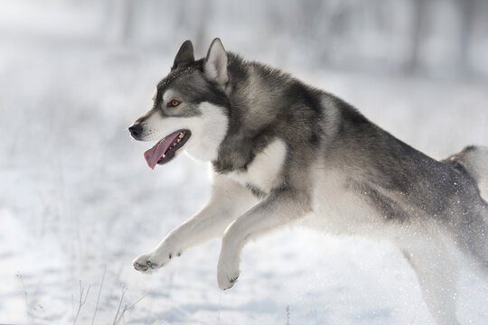 Husky dog run free in winter snow forest