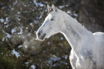 Obraz na płótnie Canvas White horse in winter frosty day