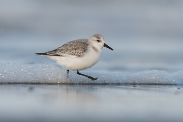 Sanderling (Calidris alba) looking for food on the beach of Hoek of Holland.