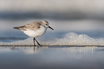 Sanderling (Calidris alba) looking for food on the beach of Hoek of Holland.