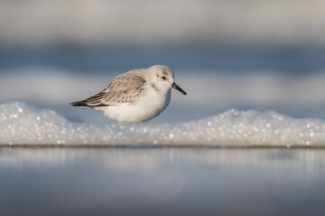 Sanderling (Calidris alba) looking for food on the beach of Hoek of Holland.