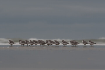Group of Sanderlings (Calidris alba) on a cloudy day, resting on the beach.