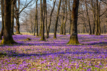 Blossoming of wild violet crocus or saffron flowers in the sunny flowering oak forest, amazing landscape, early spring in Europe