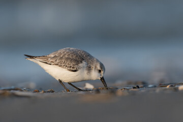 Sanderling (Calidris alba) looking for food on the beach of ijmuiden aan zee(The Netherlands), photographed with sunrise.