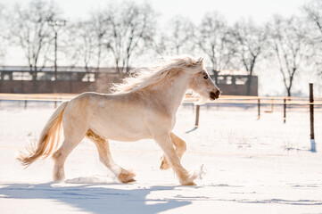 Amazing stunning palomino stallion mare of welsh cob pony on snow.