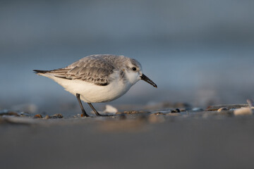 Sanderling (Calidris alba) looking for food on the beach of ijmuiden aan zee(The Netherlands), photographed with sunrise.