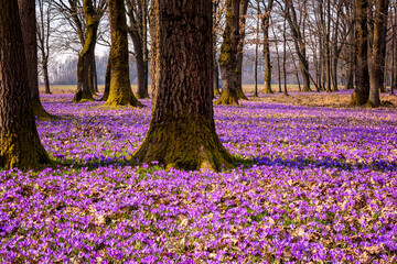 Blossoming of wild violet crocus or saffron flowers in the sunny flowering oak forest, amazing landscape, early spring in Europe