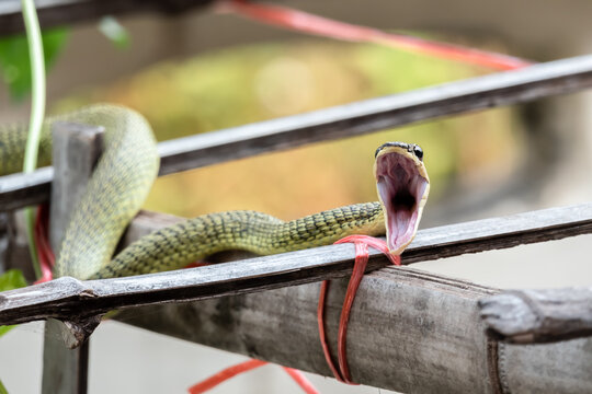 The green snake, the scientific name Opheodrys, is opening its mouth.