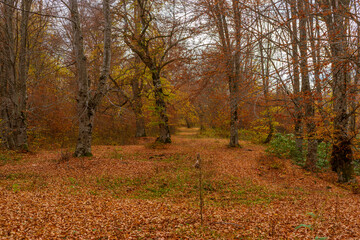 Obraz premium Western Black Sea plateaus and autumn colors