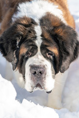 Adult Saint Bernard closeup Portrait purebred dog playing around in Snow