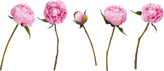 Realistic 3d peony vector illustration big set isolated on white. Pink buds and blossom. Bouquet compilation. Blossom brunch full length. Wedding decoration, invitation, card. greetings, anniversary © Daria Vasilieva