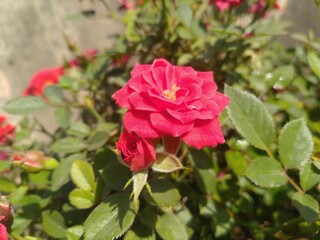 Red Rose Flower