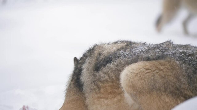 Scandinavian Grey wolf fervently enjoying a prey in the middle of snow - Long medium close up shot