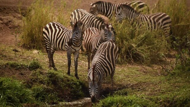 Gimbal shot of Grants Zebra herd, one drinking water in pond