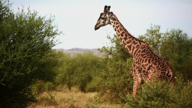 Tracking shot of lonely giraffe walking in wild