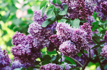 Obraz premium Spring lilac flowers