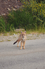 Fox in the wild | Travel Photography | Bariloche, Argentina